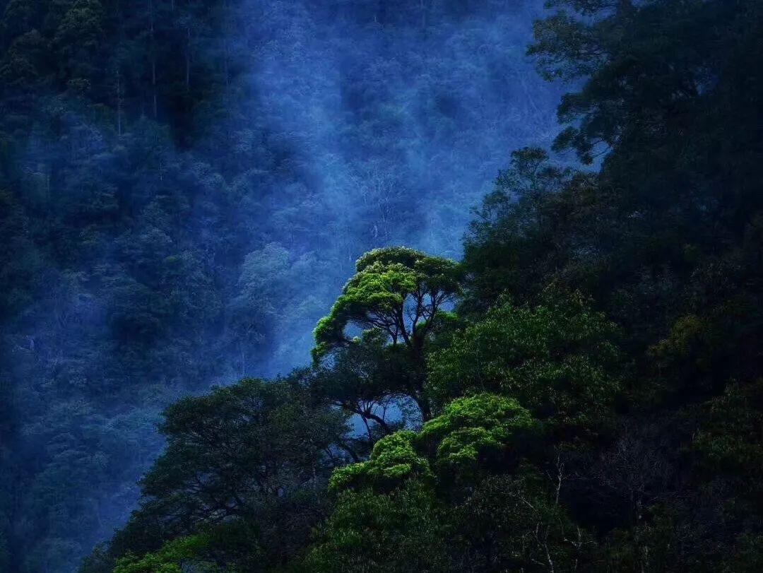 板栗好吃壳难剥，老妈教我简单做法，个个自动脱皮，太解馋了游戏画面